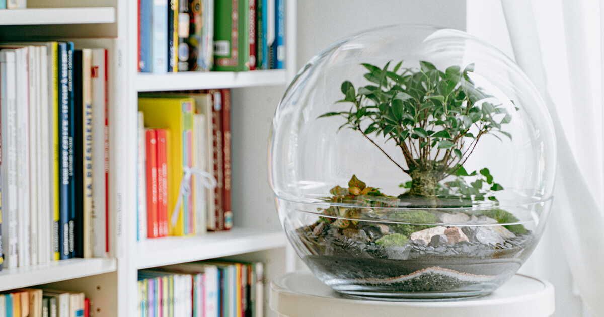 Créez votre terrarium parfait : les plantes à privilégier