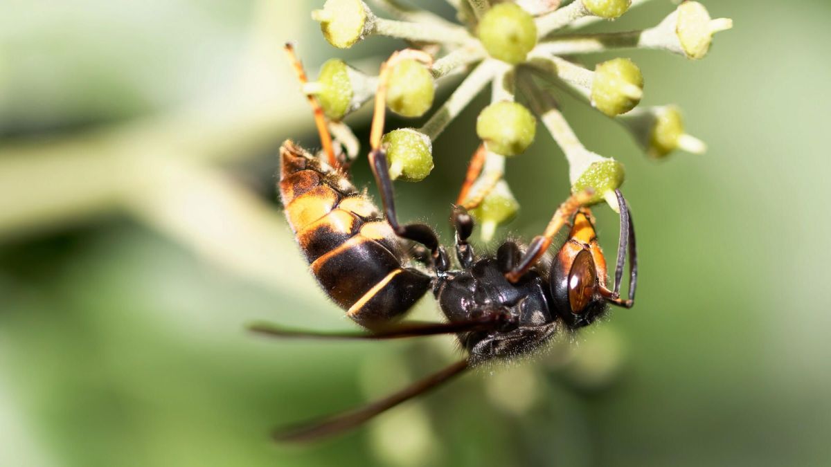 Prévenir les dangers des frelons asiatiques dans votre jardin