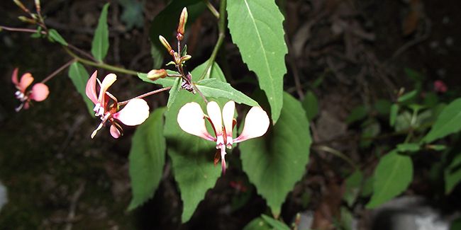Fleur moustique (Lopezia cordata) : une beauté à découvrir