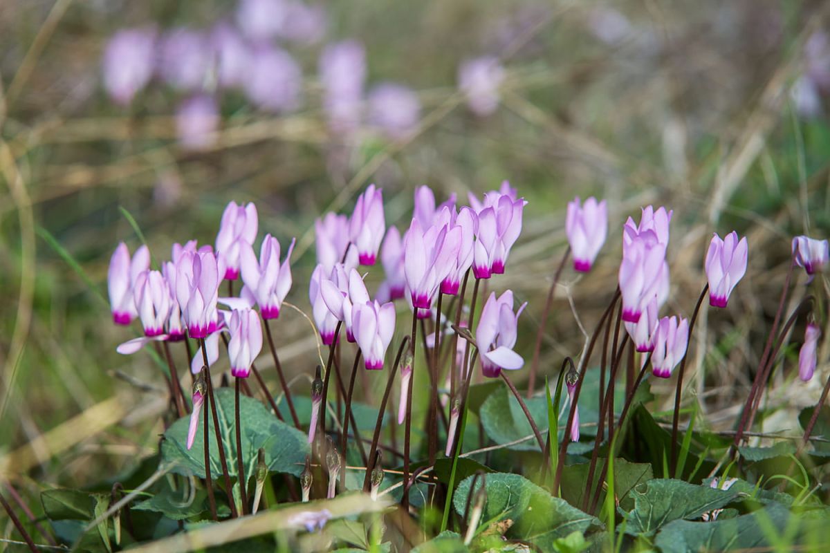 Floraison en février
