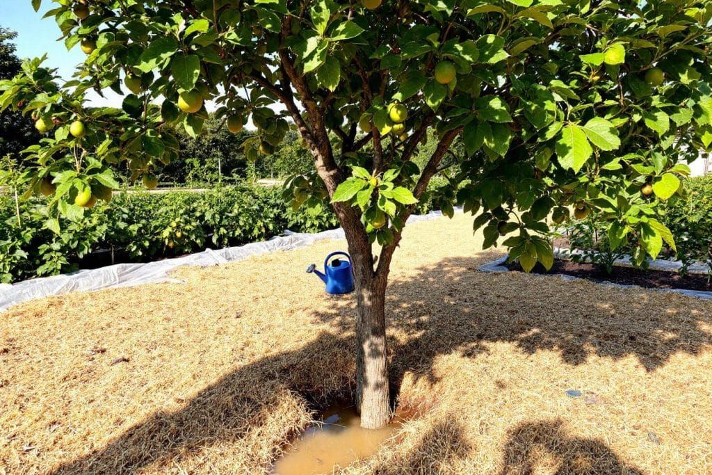Sauver vos fruits des fortes chaleurs : la technique essentielle à connaître cet été