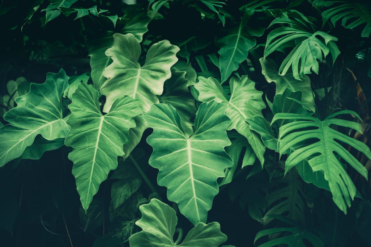 Philodendron : variétés, entretien, arrosage et maladies