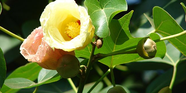 Découverte du bois de rose d'Océanie (Thespesia populnea)