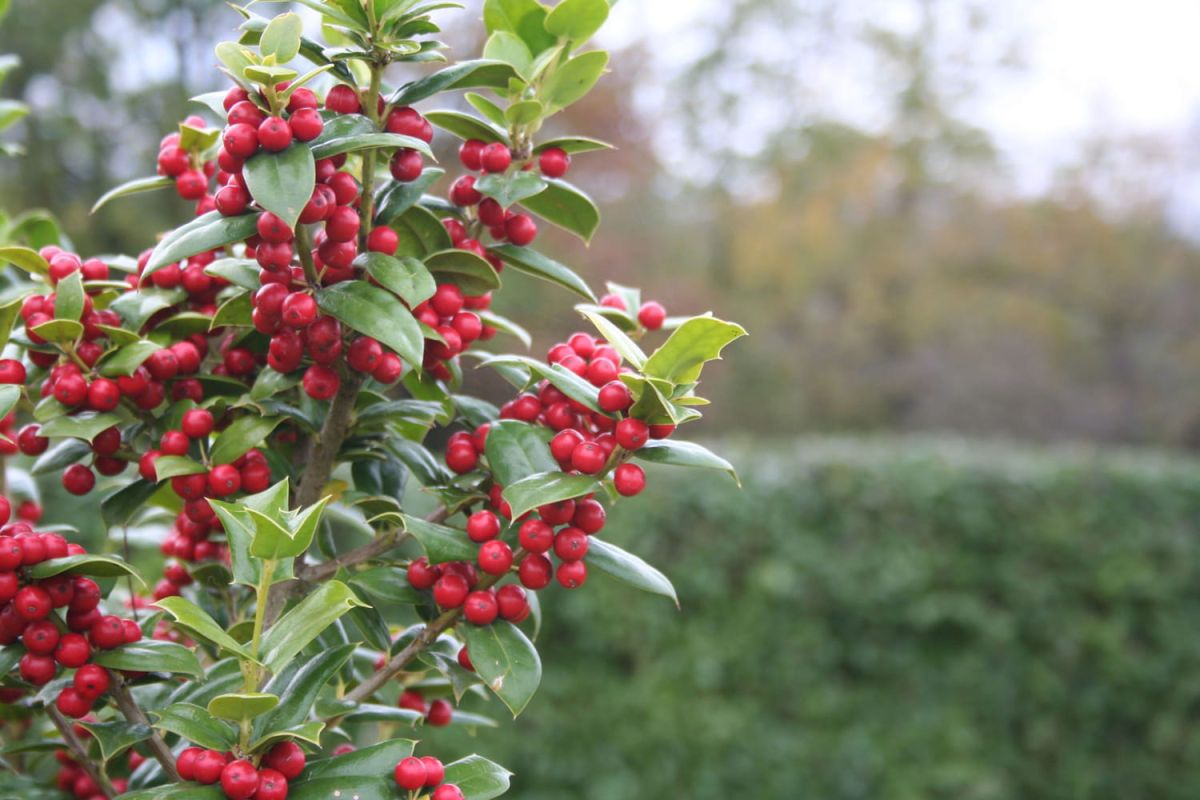 Les arbres et arbustes à baies pour un jardin douillet cet hiver
