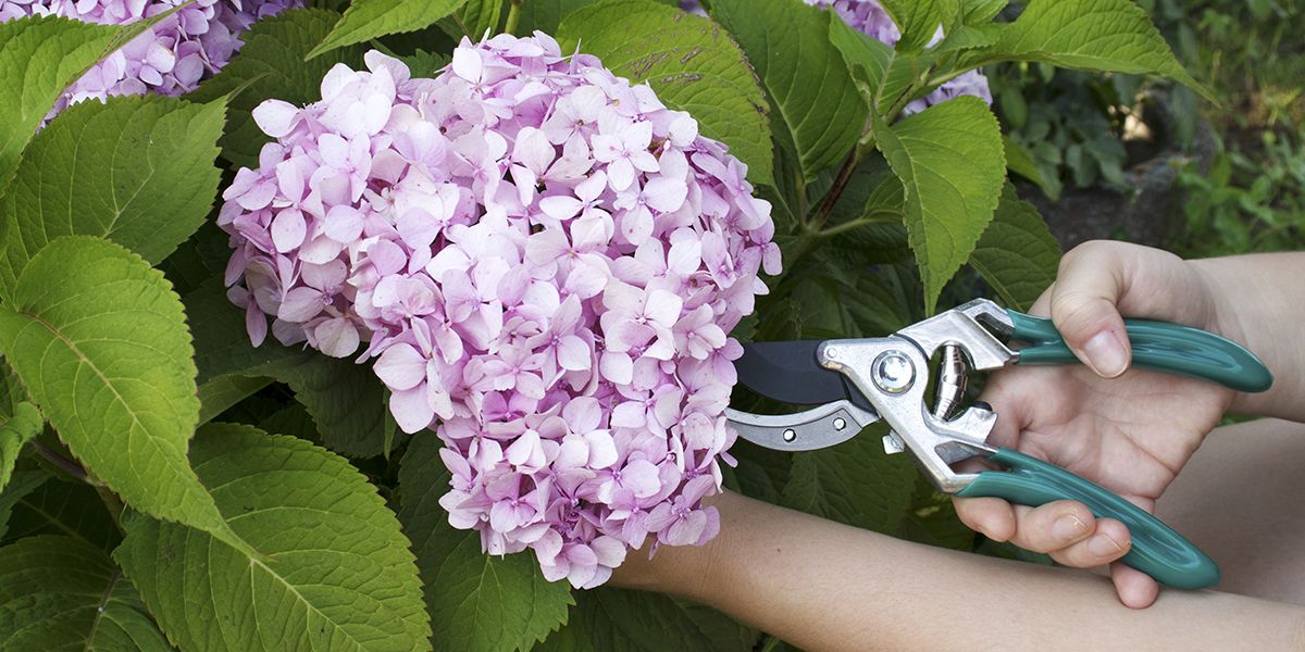 À quel moment et pourquoi tailler les fleurs d'hortensia après leur floraison ?
