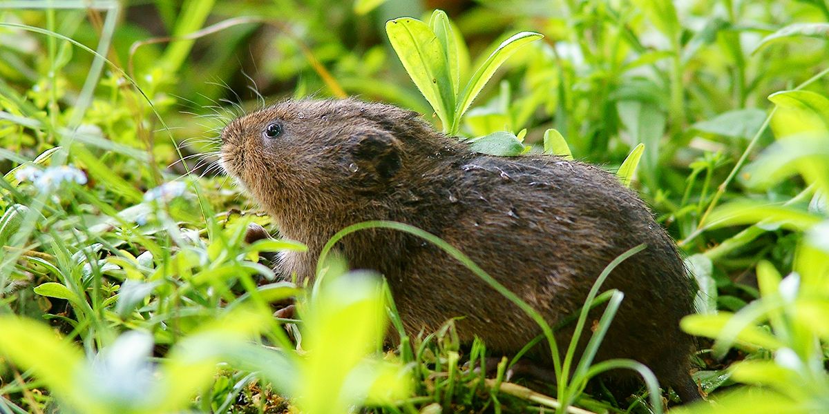 Les meilleures stratégies pour éloigner campagnols et rats-taupiers de votre potager