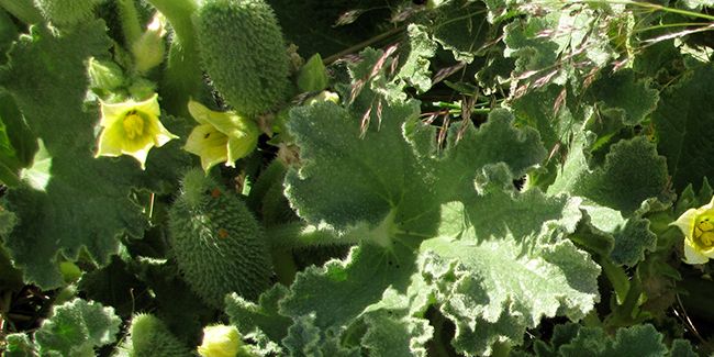La plante catapulte : zoom sur le concombre d'âne