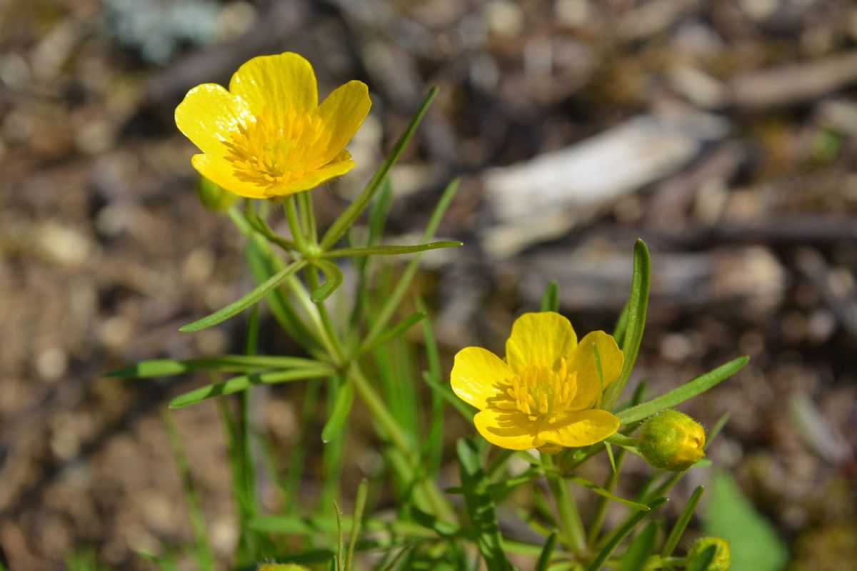Le bouton d'or : une floraison qui rappelle l'enfance