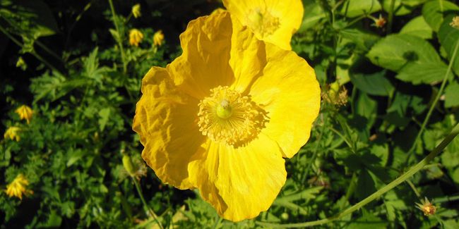 Le pavot jaune des Pyrénées : un joyau floral à découvrir