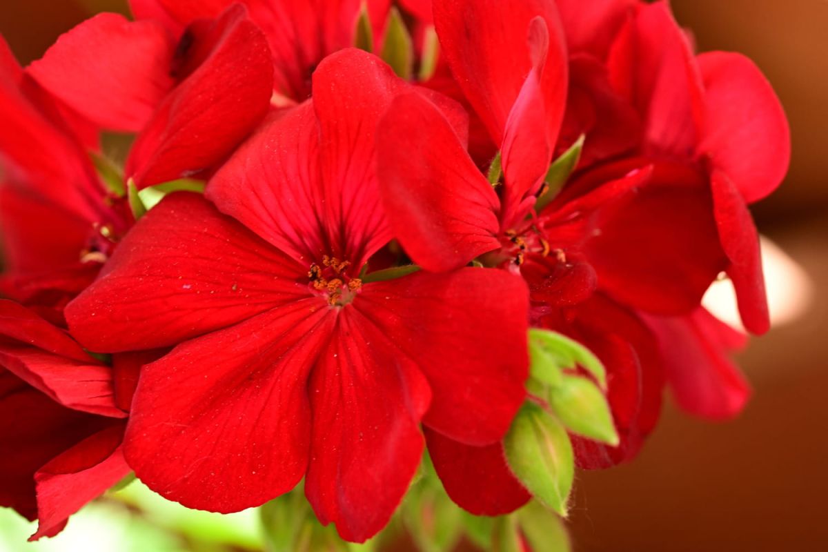 Le secret des plantes épanouies : adoptez ce label reconnu