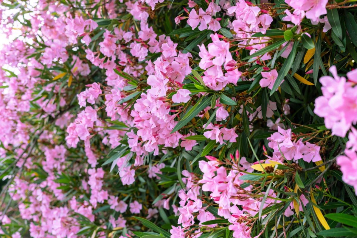 Optimisez la floraison de votre laurier-rose avec une taille précise