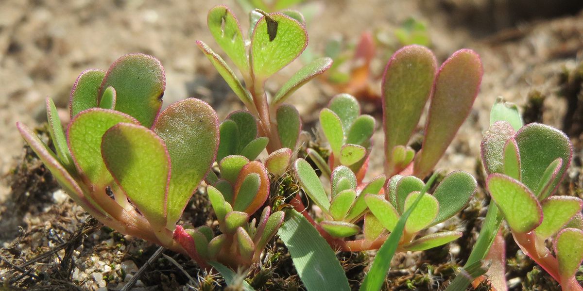 À la découverte du pourpier commun : une plante gourmande et colorée