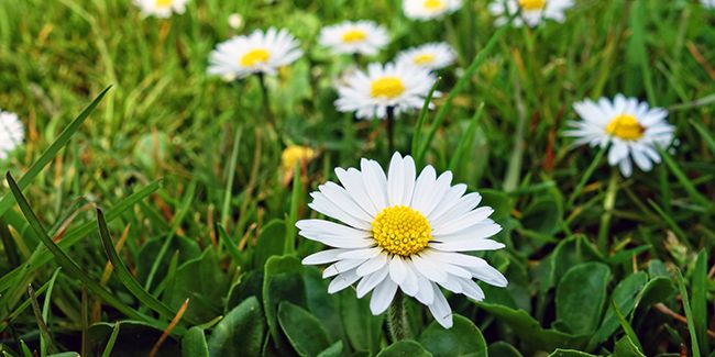 Pâquerette (Bellis perennis): la charmante marguerite miniature