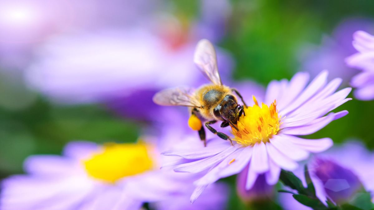 découvrez les mystères fascinants des abeilles