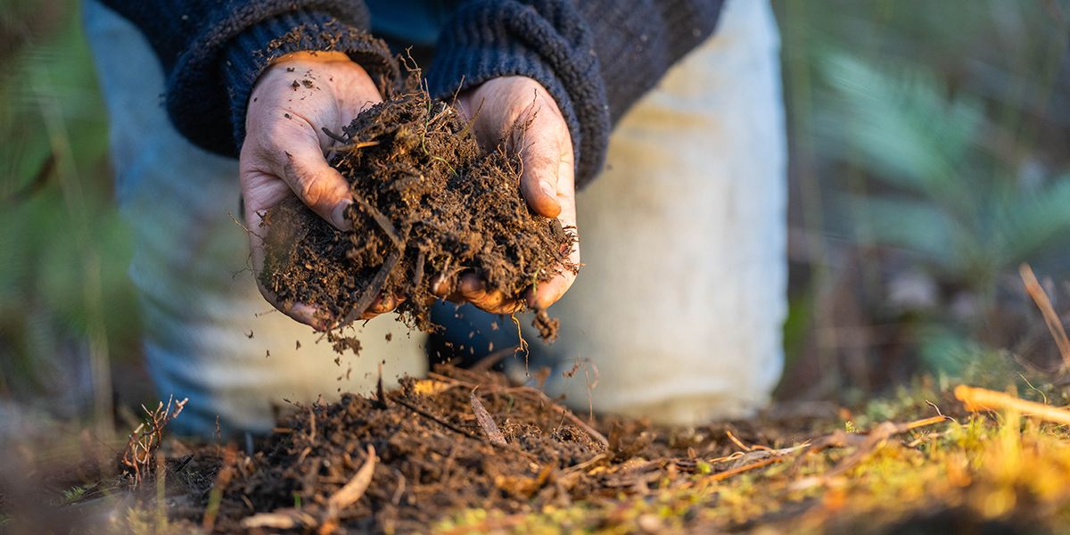 Améliorez votre sol de jardin pour des récoltes exceptionnelles