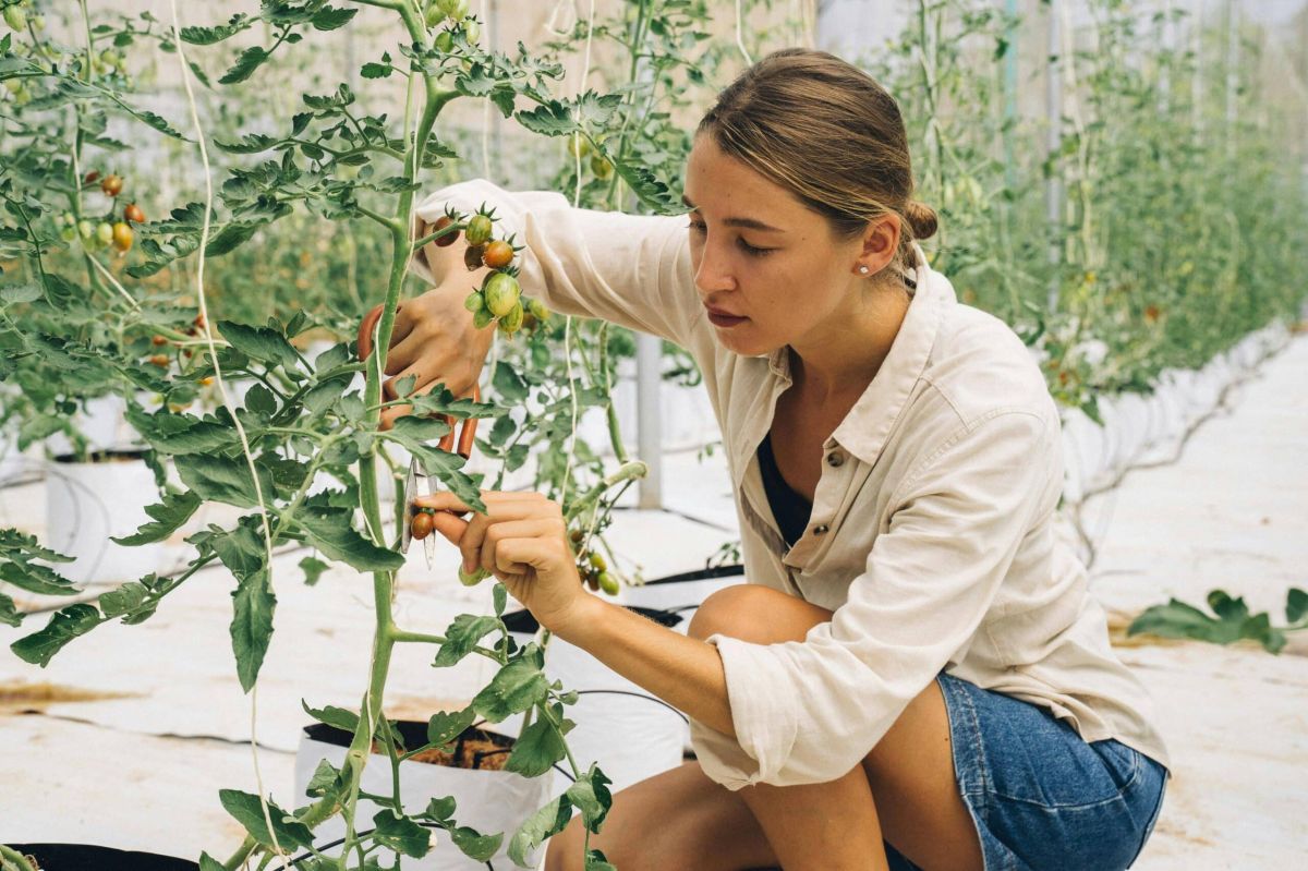 taillage des plants de tomate : essentiel ou superflu ?