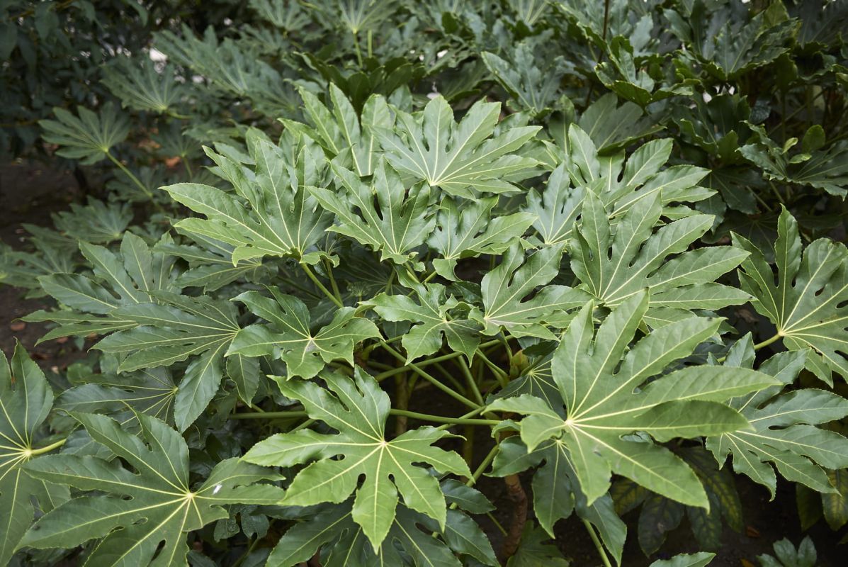 Fatsia japonica : une plante exotique à adopter