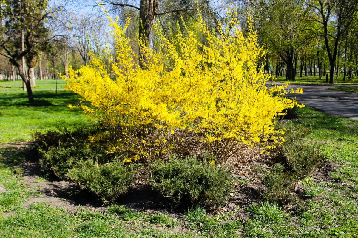 le forsythia : quelle terre utiliser, taille et bouture
