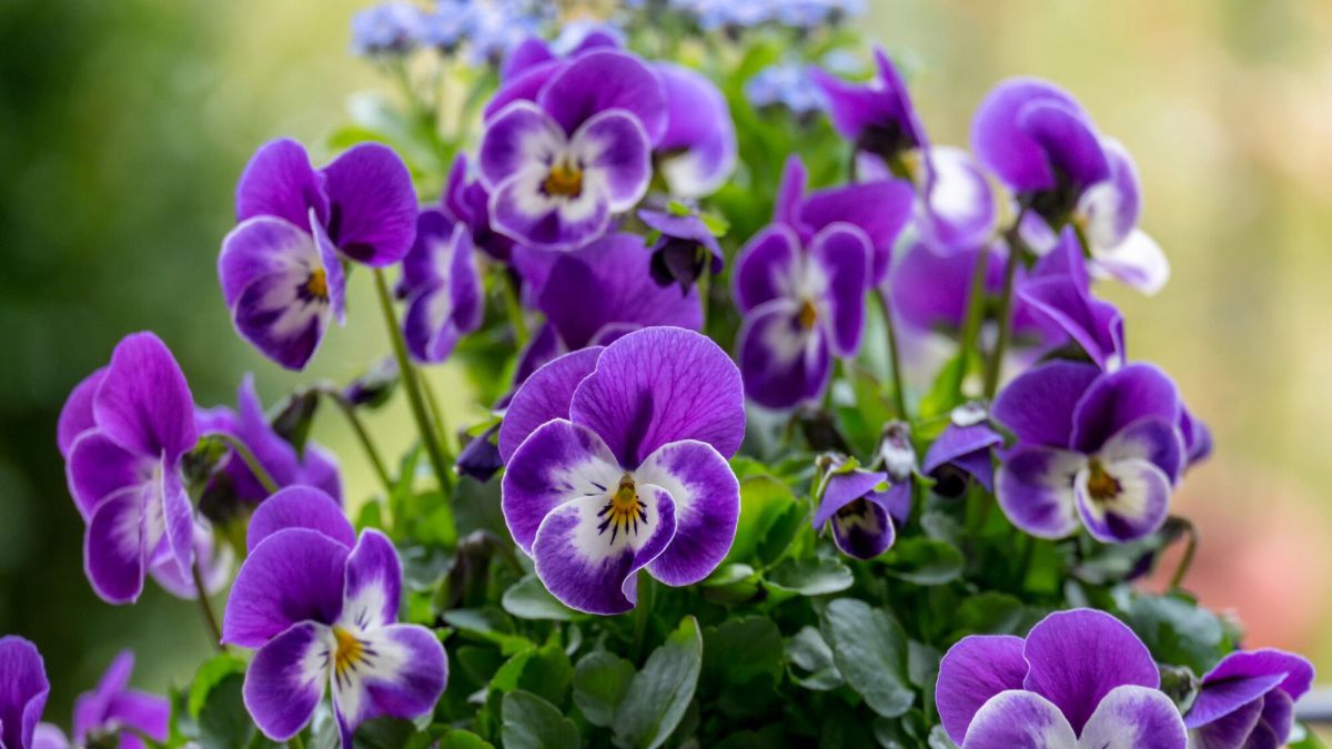 Planter des violettes cornues dès septembre pour un jardin éclatant au printemps
