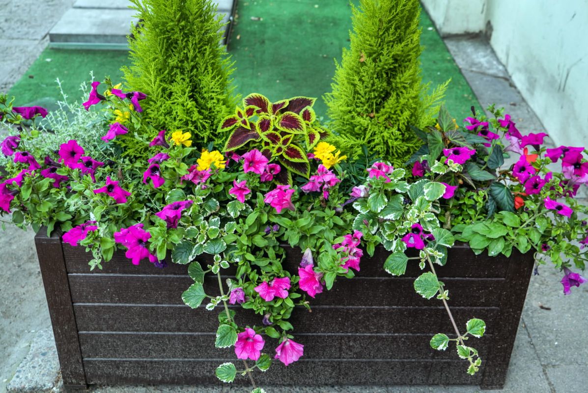 les plantes idéales pour des jardinières tout au long de l'année