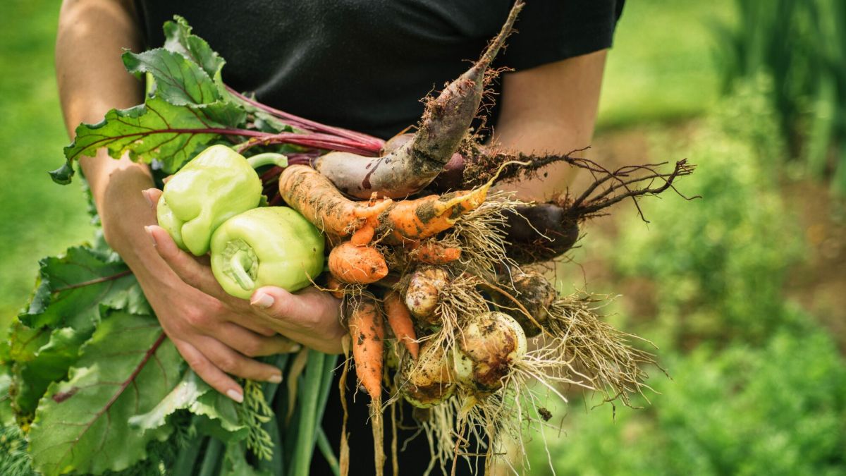 Cultiver un potager en sol sablonneux : les astuces à connaître