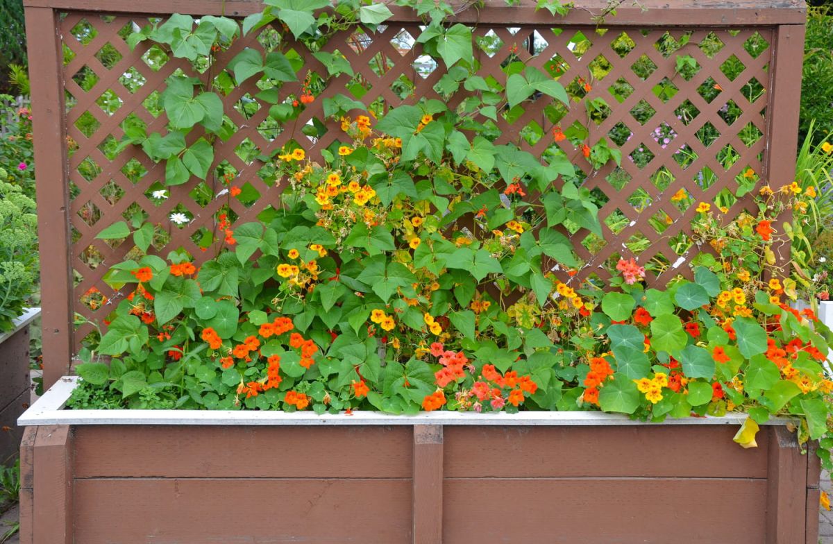 Optimisez votre jardin avec des plantes grimpantes
