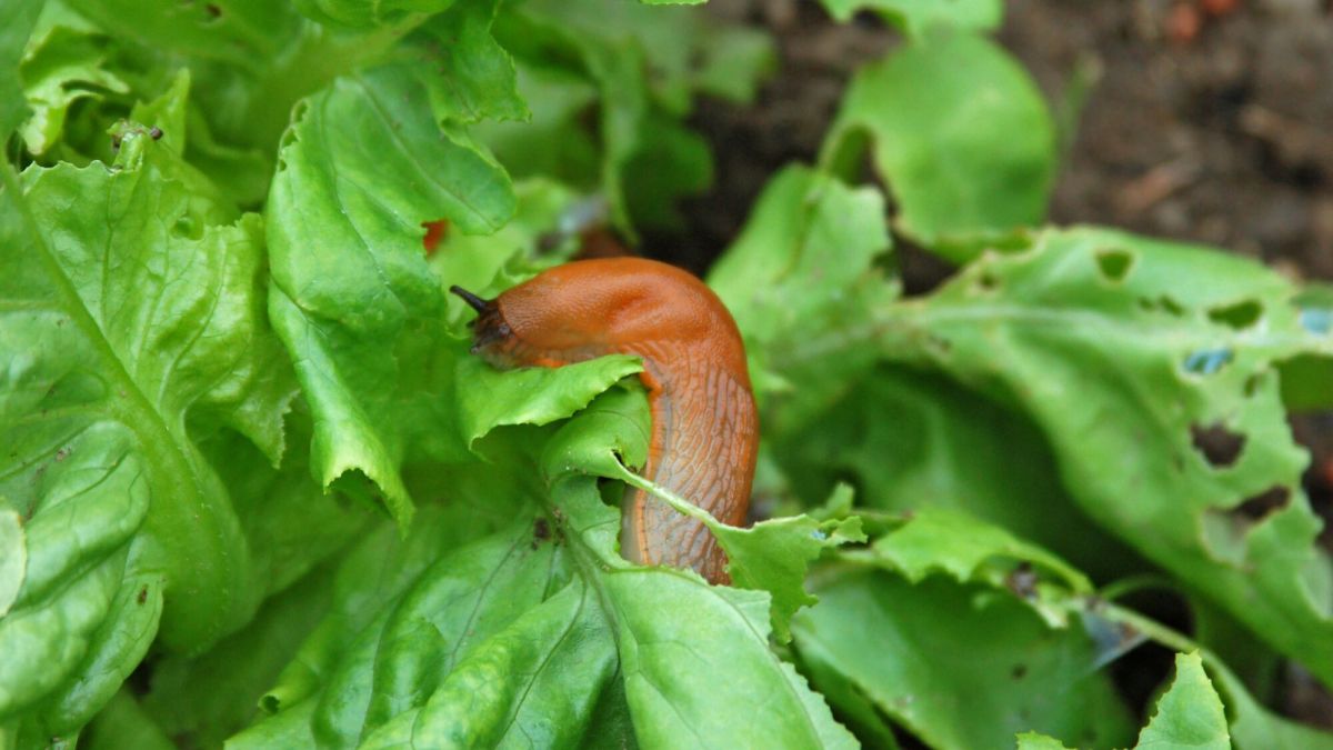 Des solutions naturelles pour dire adieu aux limaces au jardin