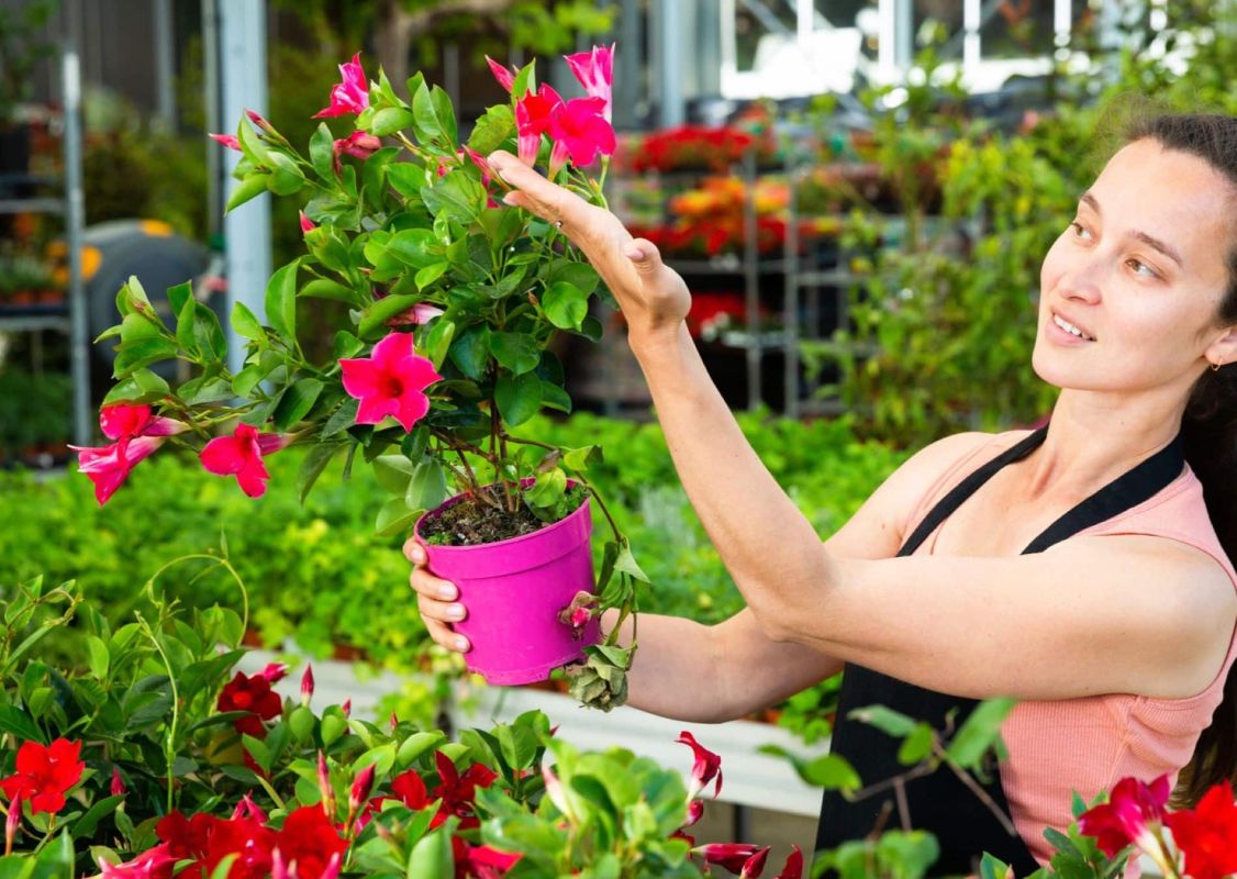 Découvrez la dipladénia : la star des jardinières d'été
