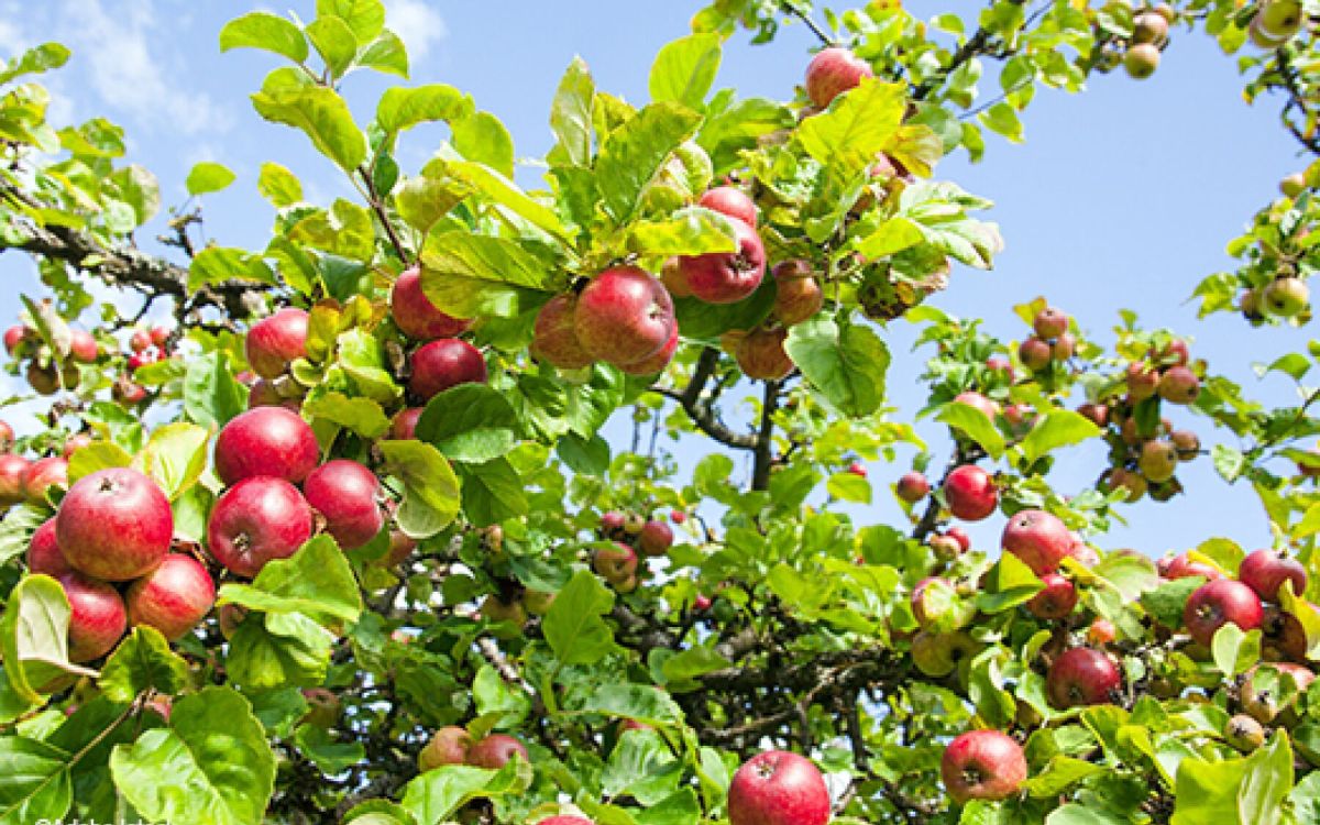 Secrets de jardinage : entretenir vos arbres fruitiers avec succès