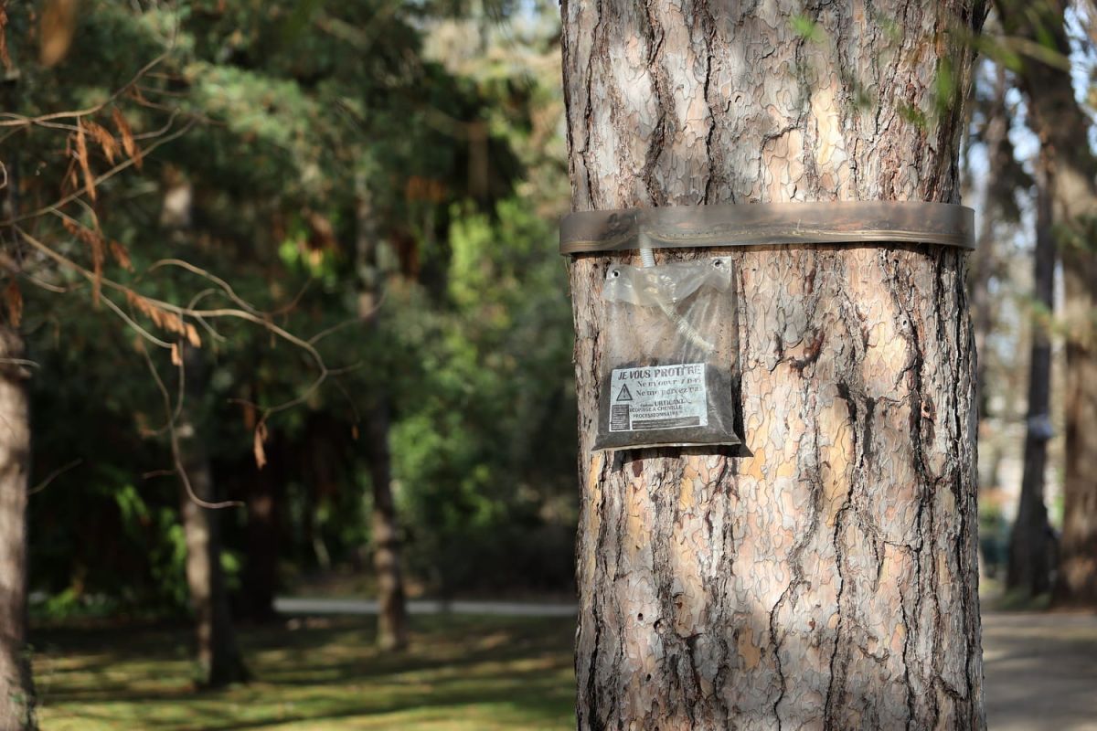 Attention à ces pièges autour des arbres : un danger invisible