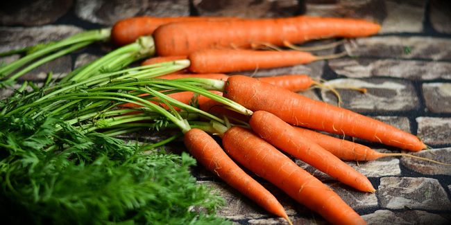 La carotte, un trésor de santé à cultiver