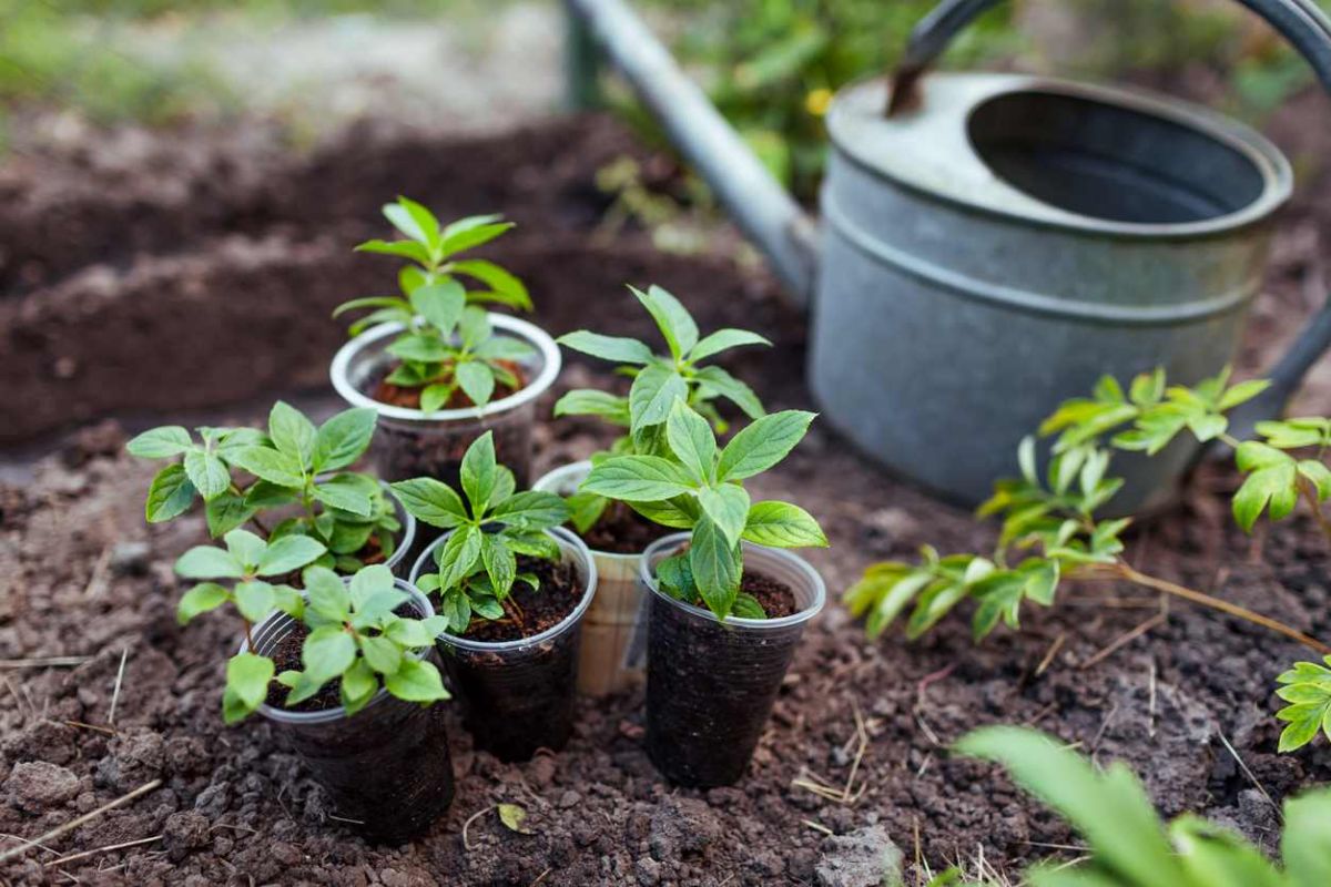 Bouturage : 7 plantes à multiplier avant l'arrivée de l'automne