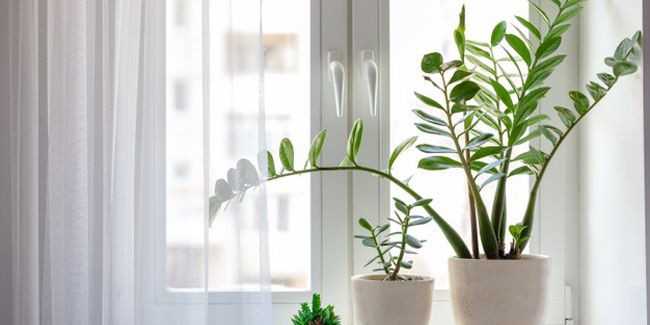 La plante ZZ : une touche de verdure tendance chez soi