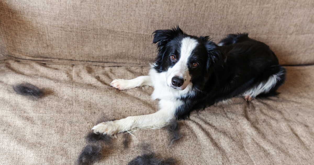 5 astuces malines pour débarrasser votre maison des poils d'animaux