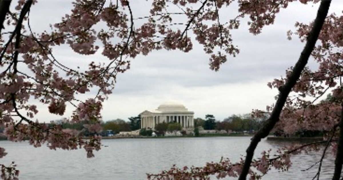Washington sous les cerisiers