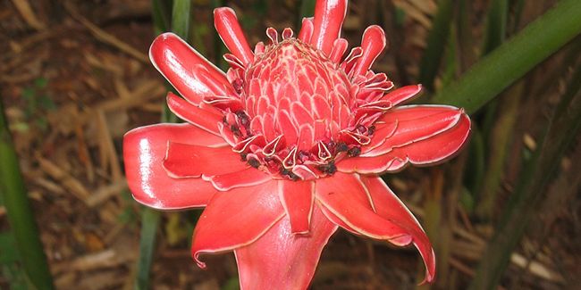 La rose de porcelaine : un trésor tropical à cultiver