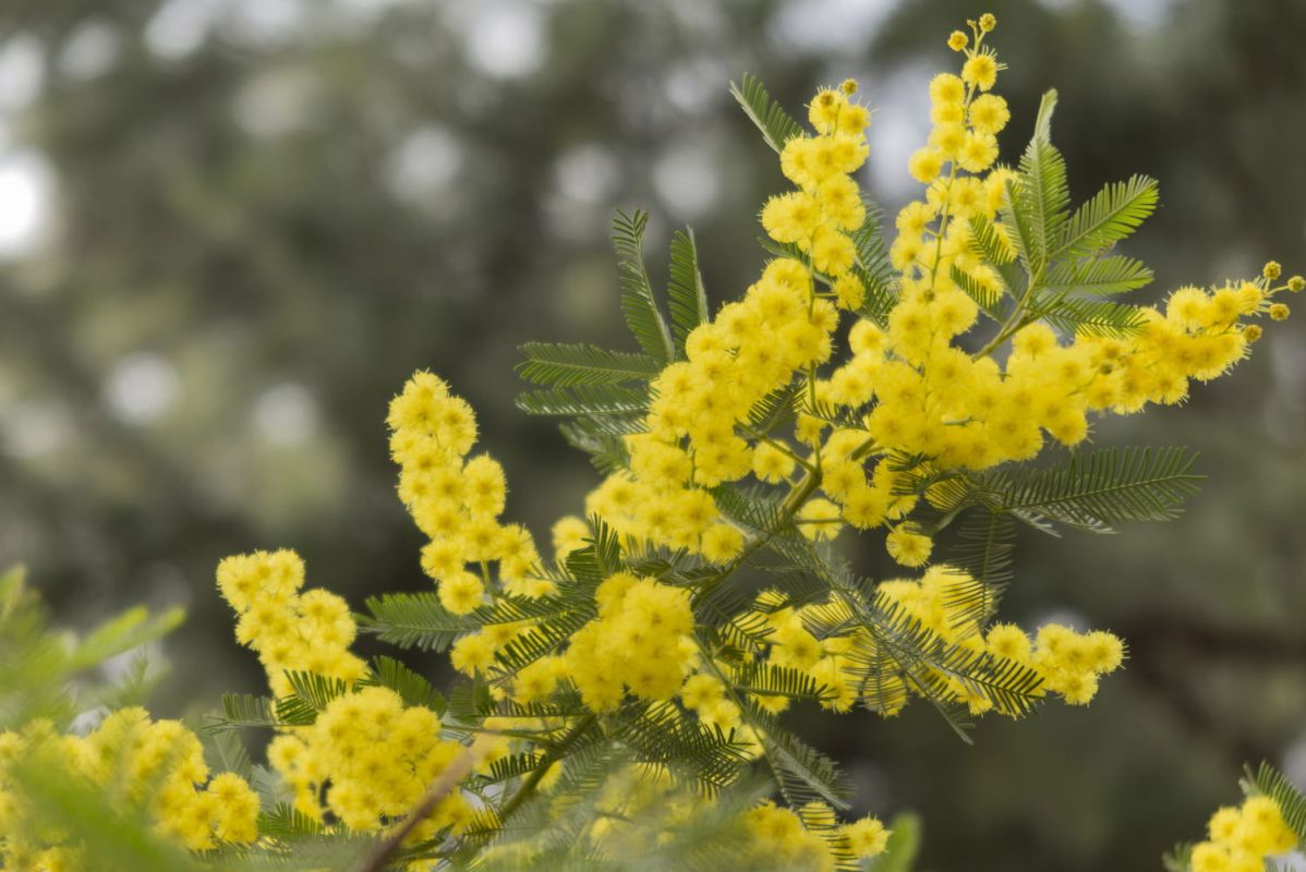 Mimosa : les secrets d'une floraison éclatante