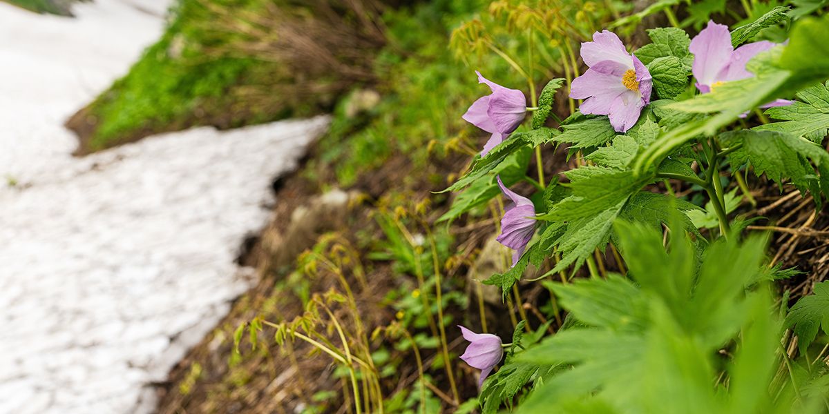 Glaucidium palmatum : une beauté discrète des sous-bois