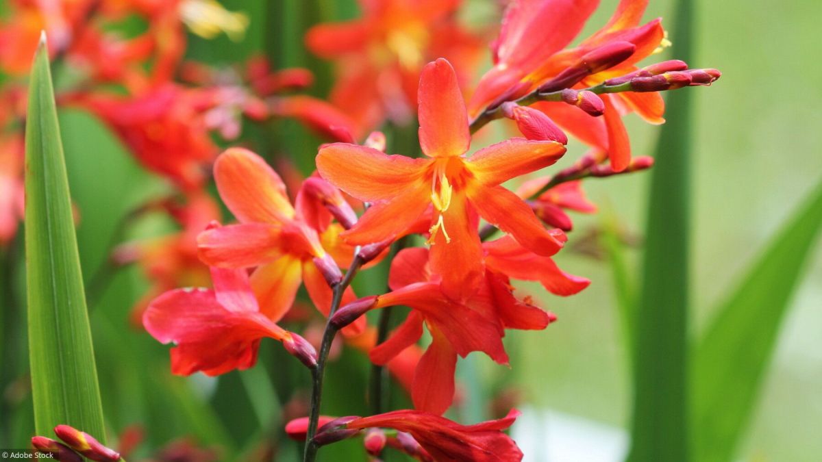 5 plantes vivaces incontournables pour votre jardin