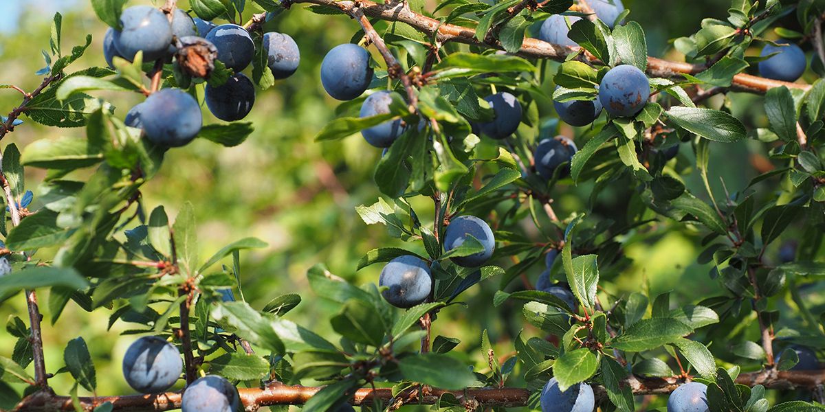 Épine noire : le trésor caché de la nature entre liqueur et gastronomie