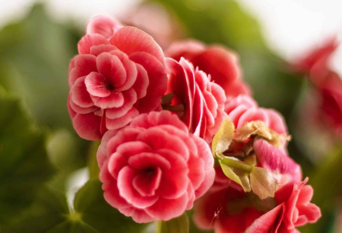 la fleur qui embrase votre balcon : découvrez le bégonia tubéreux