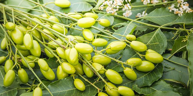 découvrez les secrets du neem, un remède millénaire aux multiples vertus