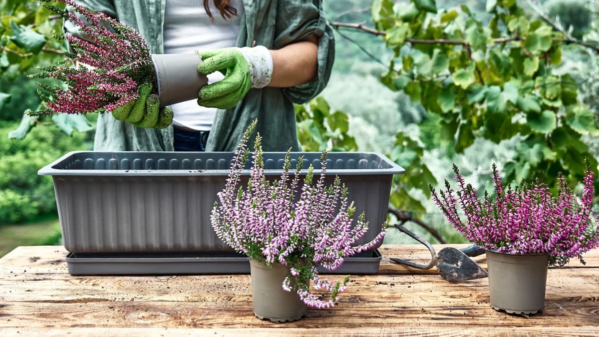 Automne au jardin : 5 gestes pour un balcon éclatant