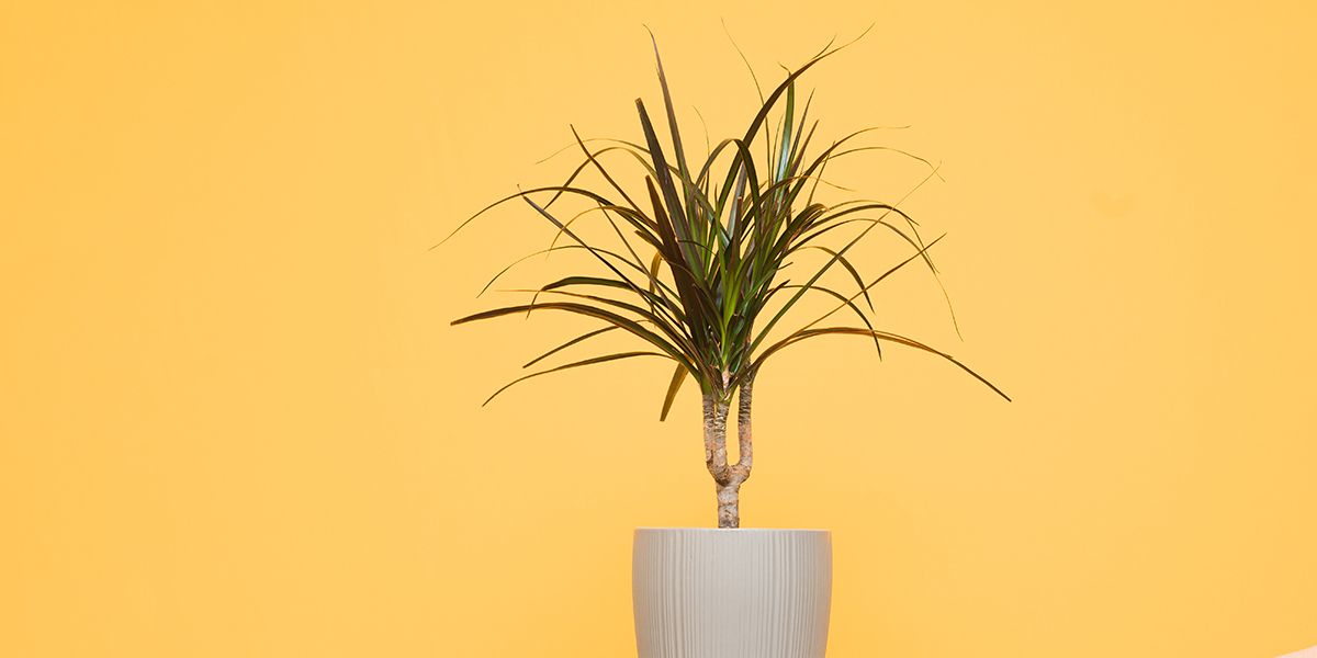 Dracaena marginata : une plante d'intérieur au style exotique et dépolluant
