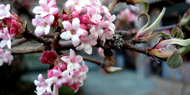 Viorne d'hiver (Viburnum x bodnantense) : un parfum hivernal