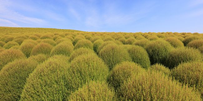 Kochia : l'incontournable annuelle au feuillage flamboyant