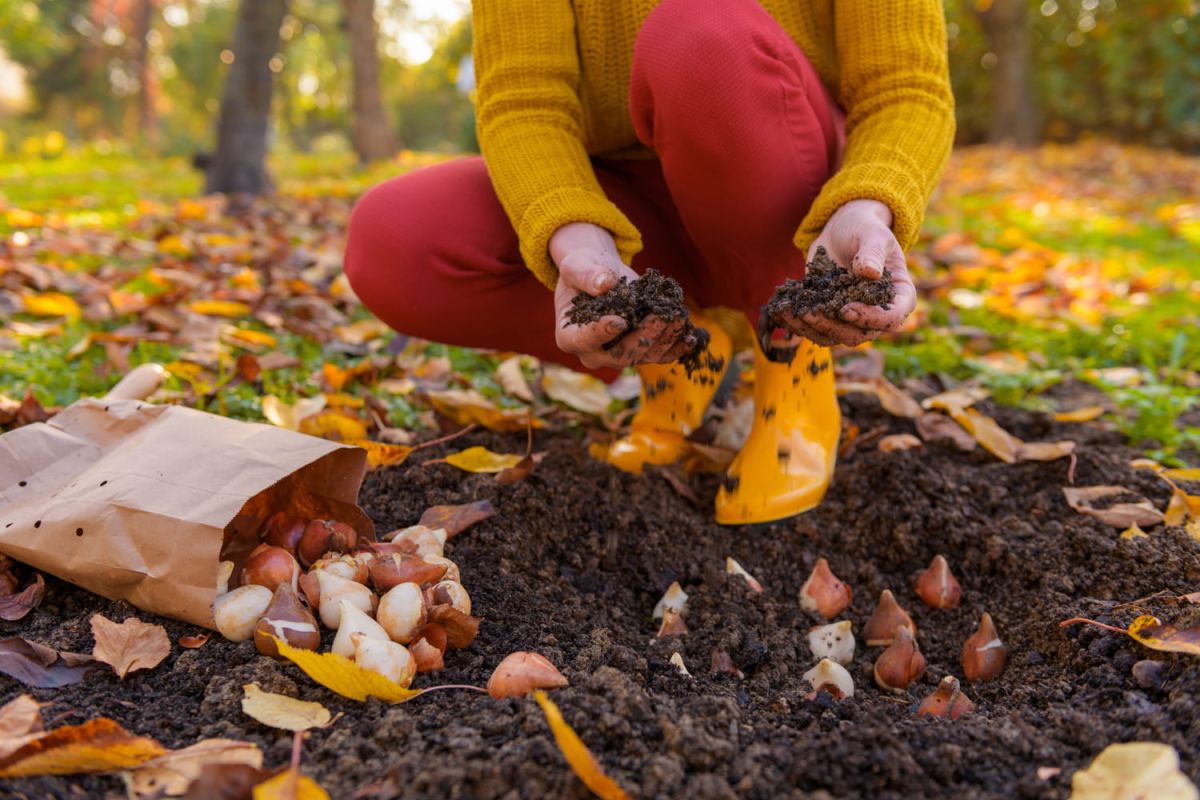 Les astuces des jardiniers pour des bulbes fleuris au printemps