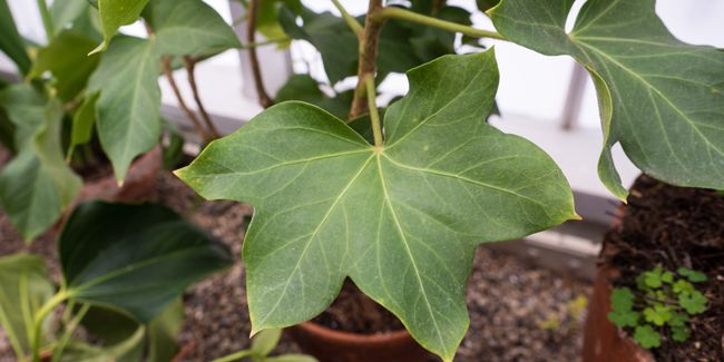 Aralia lierre : la plante hybride qui embellit votre intérieur