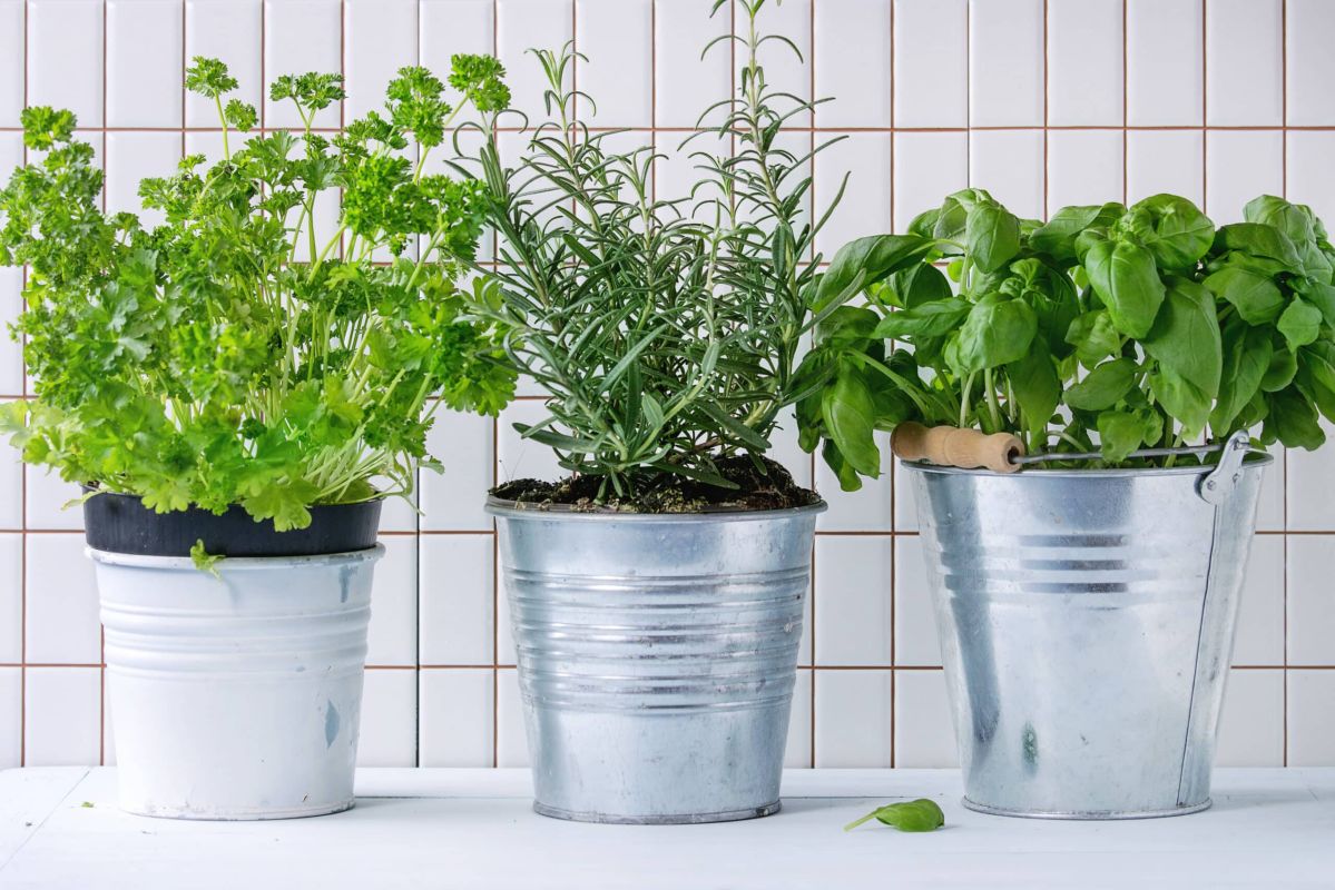Cultivez des herbes aromatiques à l'intérieur pour un parfum d'été toute l'année