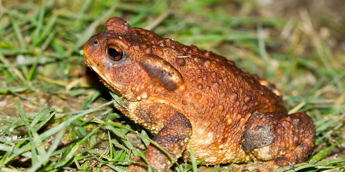 Les grenouilles et crapauds : amis ou ennemis du jardin ?